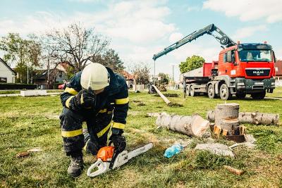 Stump Grinding & Removal Services in Albany, NY